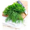 Generic Smeraldo di aneto da giardino - 100 g - semi