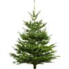 druckmittel Albero di Natale vero - Nordmanntanne - appena tagliato Albero di Natale (Tanne, 120-140 cm)