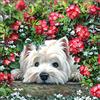 Bimkole 5D Diamond Painting Kit Completo Fai da Te Cane da Fiore, Animale Della Pittura D'artePittura Diamante Punto Croce Strass Arte E Creazione Di Mosaico Decorazione Murale Artigianale 30x40 cm