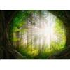 murando Carta da parati Foresta 500x350 cm Fotomurali in TNT Murale alla moda Decorazione da Muro XXL Poster Gigante Design Carta per Pareti Soggiorno Paesaggio Natura Raggio di sole b-A-10119-a-a