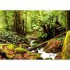 murando - Carta da parati Foresta Verde 400x280 cm Fotomurali in TNT Murale alla moda Decorazione da Muro XXL Poster Gigante Design Cameretta Carta per Pareti Foresta Alveo Natura c-B-0536-a-a
