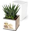 Albalù Bomboniera Comunione con Piantina Grassa 6x6 cm - Personalizzabile con Nome e Data - Vasetto Legno con Stampa Calice - Scatola Regalo Inclusa