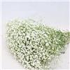 YIWOYI Gypsophila Fiori Secchi Naturali, Fiore di Gypsophila Naturale Essiccato e Conservato per Matrimonio, Decorazione per la Casa e Festa di San Valentino (bianco, circa 80g)