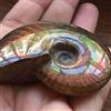 xiaghua369 Madagascar Natural iridescente ammonite ammolite sfaccettature campione di pietra minerale, lumaca paleontologica, fossili da collezione (dimensioni: 40 - 50 mm)