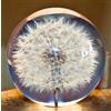 LUMEIRA Ornamenti Regali, Fermacarte in vetro A Dream Ball. Palla dei desideri di cristallo. Fermacarte unico realizzato in dente di leone. Il regalo perfetto. Diametro (7 cm)