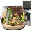 Generic Beta Fish Tank | Cilindro trasparente beta acquari, moderno contenitore per pesci acquatici per pesci ornamentali, casa, ufficio, tavolo o esposizione desktop
