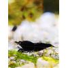 Generisch Felicità di Gamberetti - Gamberetti in vari colori e modelli - 5 pezzi (Black Sakura - Neocaridina - nero)