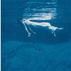 Dol Undercurrent