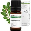 Aroma Labs Alloro BIO (Laurus nobilis) - 5 mL - Olio Essenziale Chemiotipizzato e Certificato AB - Aroma Labs - Made in France