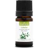 La Compagnie des Sens LEVISTICO (Levisticum officinale) BIO - 5mL - Olio Essenziale - 100% Puro, Naturale, Garantito ChromaCert® - Chemiotipizzato & Integrale