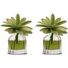MUHA' Diffusore di profumo di Muhà da 60ml. Flower diffuser realizzato in vetro e legno, dimensioni: 118x139x152 mm. Oggetto di colore verde e frangranza: mosto supremo. La referenza è h07 (Confezione da 2)