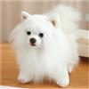 KUKUShining Soft Pomeranian Cane Peluche, 23CM Carino Cucciolo di Peluche Perfetto Regalo per Bambini Ideale per il Gioco Confortevole e la Decorazione della Camera da Letto(WhitePome)