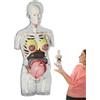 Generico Modello Di Anatomia Per Bambini, Modelli Corpo Gravidanza, Kit Anatomico Educativo Montaggio per Ragazzi Scuola Aula Studio