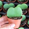 PRGA 1 PIANTA Hoya KERRII Fiore di Cera Vaso 6CM Forma di Cuore