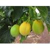 SVI 6 semi Physic DADO Barbados Rare Jatropha Curcas Bio Diesel Seed dought tollerante