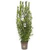 vannucci piante Laurus nobilis, Alloro, Cespuglio, Pianta vera in vaso Vannucci Piante, Pianta da terrazzo (cod. 7) (1x)