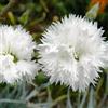 Arborix 6 x Dianthus Plumarius 'Haytor White' - Perenni Vaso 9cm x 9cm