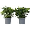 Plant in a Box - Set di 2 - Gardenia Jasminoides - Gelsomino del Capo - Vaso 13cm - Altezza 20-30cm