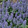 SVI Fresh 200 semi - Ajuga reptans Groundcover Seed