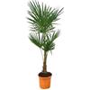 Generic Trachycarpus Fortuneii - Palma di canapa cinese - 150 cm - Ø 27 cm