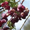 Generic - Akebia Quinata Seeds