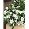 Vivaio di Castelletto Gardenia jasminoides Kleim's Hardy pianta in vaso ø19 cm Vivaio di Castelletto