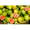 Generico Semi di Guava (Psidium Guajava), 15 Semi per Coltivazione, Albero da Frutto Esotico con Foglie Verdi e Frutti Giallo-Rosa