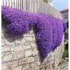 Generic Aubretia generico - Real Purple (500 Semi)