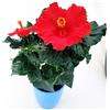 POWERS TO FLOWERS - HYBISCUS, IBISCO ROSSO, VASO 13CM DIAMETRO, pianta vera