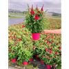 POWERS TO FLOWERS - BUDDLEJA A FIORE FUCSIA, VASO 20 CM, ALBERO DELLE FARFALLE, pianta vera