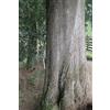 Generic 30 semi di Cedro Bianco, Cedro di Goa, Cipresso Messicano - (Cupressus Lusitanica)