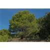 Generico Semi di Pino d'Aleppo (Pinus Halepensis), 40 Semi, Albero Mediterraneo