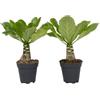 Plant in a Box - Set di 2 - Brighamia Insignis - Palma - Vaso 12cm - Altezza 25-35cm