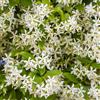 le Georgiche Vivai le Georgiche - Pianta vera di Trachelospermum jasminoides - vaso Ø 24 cm