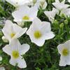 Generic 6x Nierembergia repens - Vaso 9x9 cm - coprisuolo perenne fioritura bianca pianta da bordura giardino