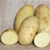 Generic 20 : Charlotte patate da semina - sementi certificat irlandais (Classe Se) - 2°I primi