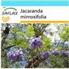 SAFLAX - Confezione regalo - Jacaranda - 50 semi - Jacaranda mimosifolia