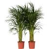 Plant in a Box - Palma Areca - Set di 2 - Dypsis lutescens - Altezza 100-120cm - Vaso 21cm - Pianta d'Oro Tropicale da Interno - Purifica l'Aria e Decora la Casa - Facile da Curare
