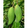 Generic Semi di mango fresco per piantare verde confezione da 100 semi
