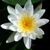 Generico Ninfea 'Marliacea Albida' - Pianta Acquatica Viva a Radice Nuda Fiore Bianco Puro - Per Laghetti, Vasche e Stagni - Fioritura Estiva Abbondate - Coltivata in Italia