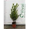 Vivai Decandia Giovanni PIANTA DI LIGUSTRO TEXANUM A CESPUGLIO V. 17 CM (foto reale) LIGUSTRUM
