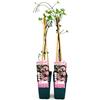 POWERS TO FLOWERS CLEMATIS MONTANA FRAGRANT SPRING, ALTEZZA 50CM, 2 PIANTE, piante vere