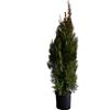 KENTIS - Tuia Aurea Conifera - Thuja Orientalis Pyramidalis Aurea - Piante Vere da Esterno Sempreverdi Resistenti - H 80-100 cm Vaso Ø 24 cm