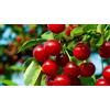 Vivaio di Castelletto Ciliegio pianta da frutta innestata di 2/3 anni in vaso da 5 litri Made in Italy Vivaio di Castelletto
