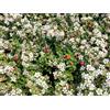 Vivaio di Castelletto Cotognastro Cotoneaster pianta in vaso 2 litri Vivaio di Castelletto