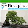 SAFLAX - Pino marittimo - 6 semi - Con substrato - Pinus pinea