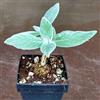 Generic SUNNYPLANTS - Sinningia Leucotricha, Gloxinia, Viola Africano, Piante Grasse, Piante d'Appartamento, Rechsteineria Leucotricha, 1 Tubero