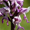 SVI (Orchis Men # 696) Nuovo Orchis Italica, conosciuto anche come: italiana Uomini Orchid, Piramide scimmia orchidea, orchidea Testicoli -100 Semi/lot (O & Men 696) per AMBIZU