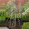 GardenersDream Albero Salix Caprea Pendula 'Kilmarnock' | Salici piangenti per piccoli giardini