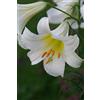 Flora Import 3 X Lilium Regale Album - Giglio Regale Album - Calibro Superiore (3)